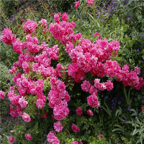 Bodendeckerrose pink 'Hedi' 30+cm, Bodendeckerrose günstig
