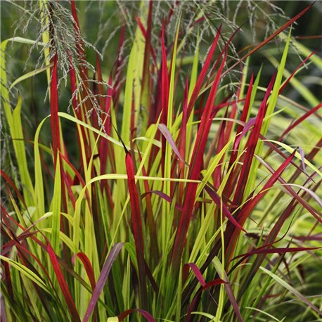Japanisches Blutgras 'Red Baron' P1, rotes Gras, Imperata cyl.