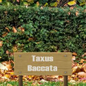 Eibe Taxus baccata