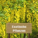 Exotische Pflanzen
